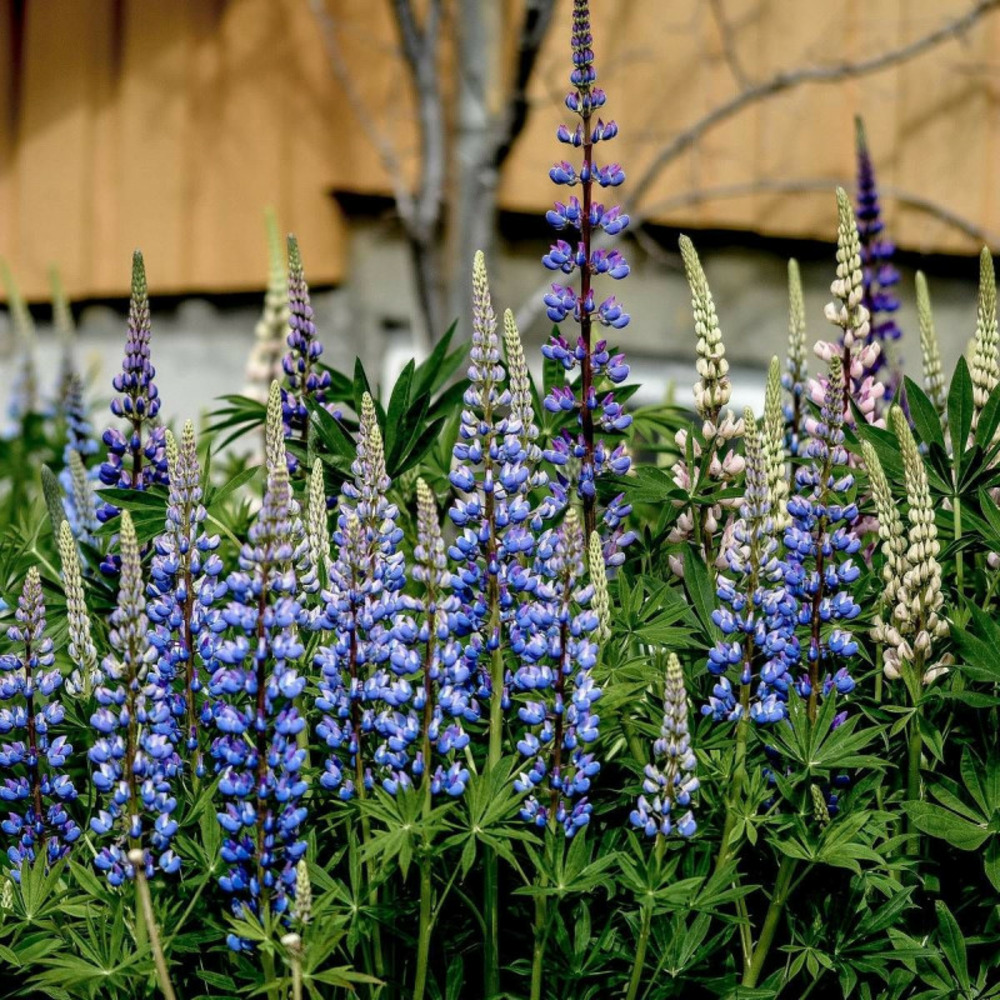 Lupin le gouverneur lot de 3 godets