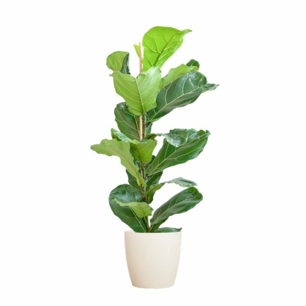 Ficus lyrata et son pot blanc - hauteur 80cm