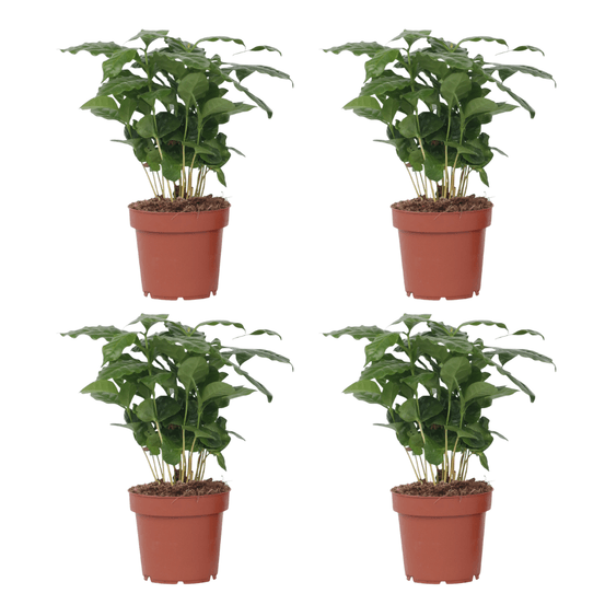 Caféier - set de 4 - coffea arabica - hauteur 25-40cm - ⌀12cm