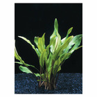 Plante aquatique : Cryptocoryne Lutea en pot