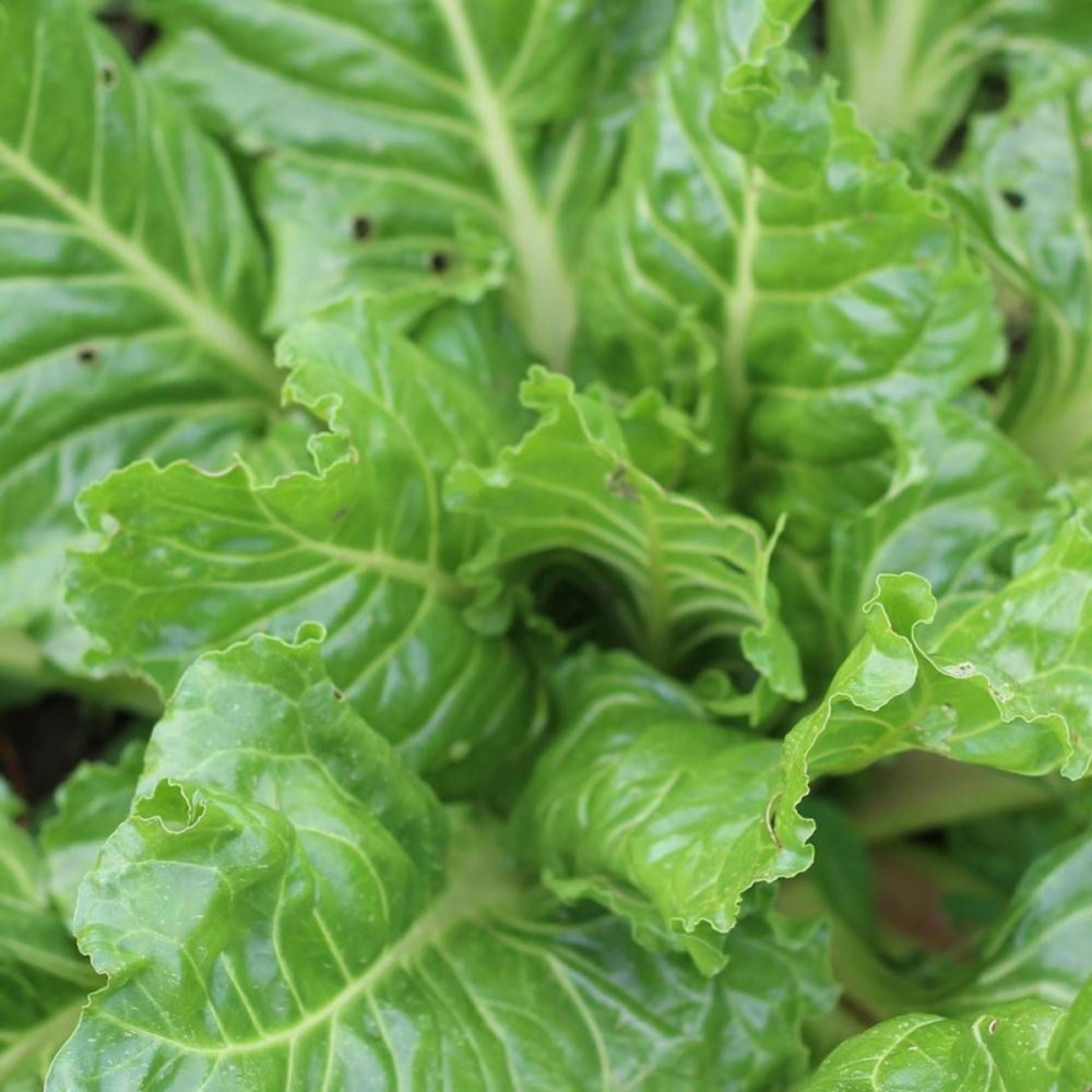 Graines de poirée verte à couper - vilmorin sachet