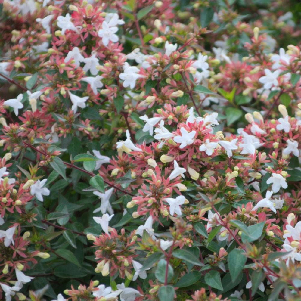 Abelia sherwood, abélia à grandes fleurs pot de 4l - 40/60 cm
