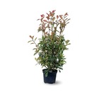 Photinia red robin - plantes de haies - ↕ 90-100 cm - ⌀ 19 cm - plante d'extérieur