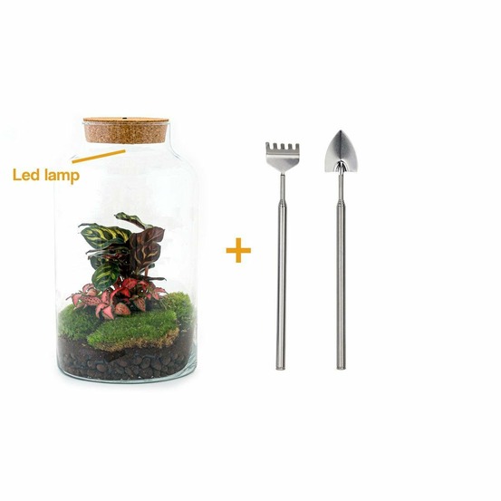 Kit terrarium diy - mila avec led calathea + fittonia - rateau + pelle