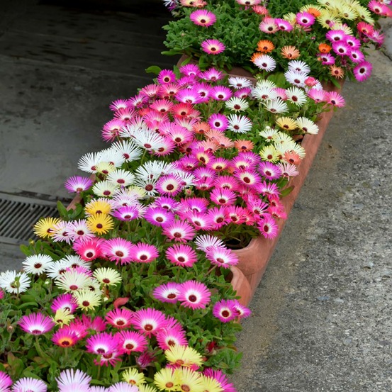 Ficoide 'tapis magique' le sachet de 2700 graines environ (1g)