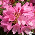 Rhododendron x 'graziella': 7,5 litres (rose mauve)