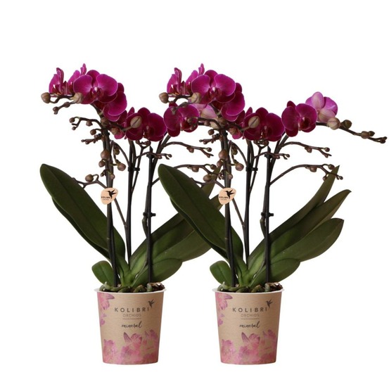 Orchidée phalaenopsis mauve - lot de 2 35cm - plante d'intérieur