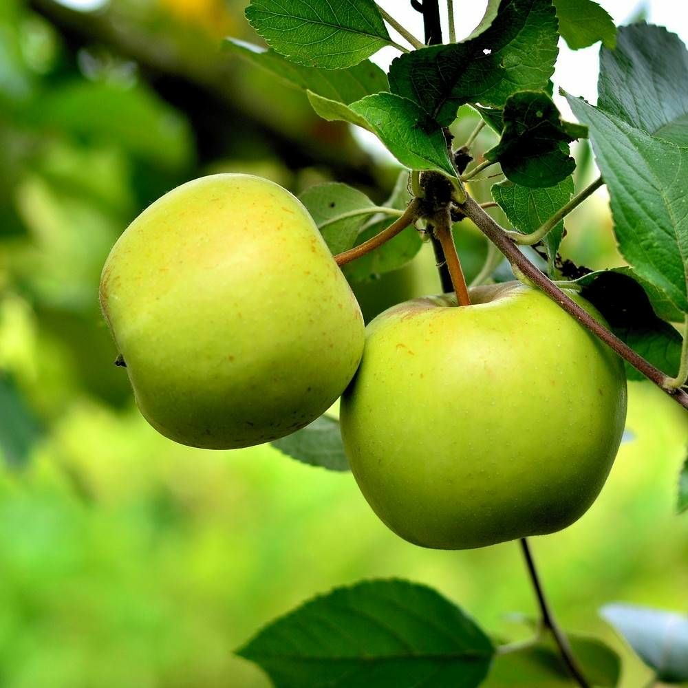 Pommier colonnaire amboise® 'delcogra' pot de 7,5l - 80/100 cm