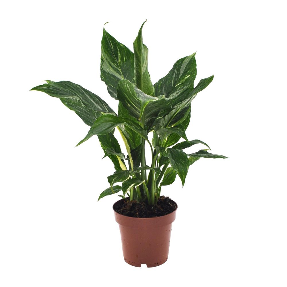 Spathiphyllum diamond - ø12cm - ↕40cm - plantes d'intérieur