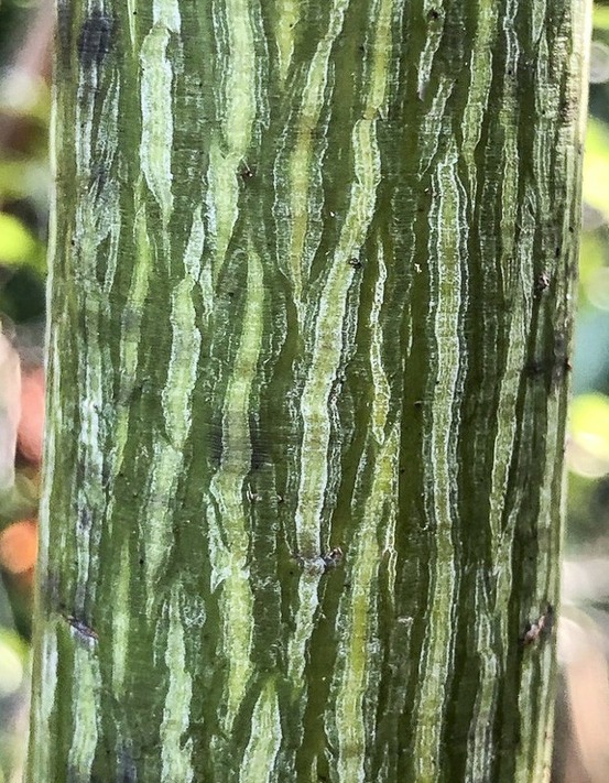 Érable de david 'viper' pot de 12l/15l