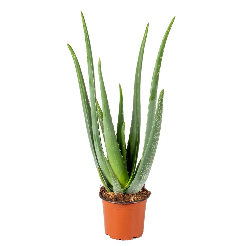 Aloe vera - plantes d’intérieur - plantes grasses - succulentes - hauteur 30-40 cm - pot 12 cm
