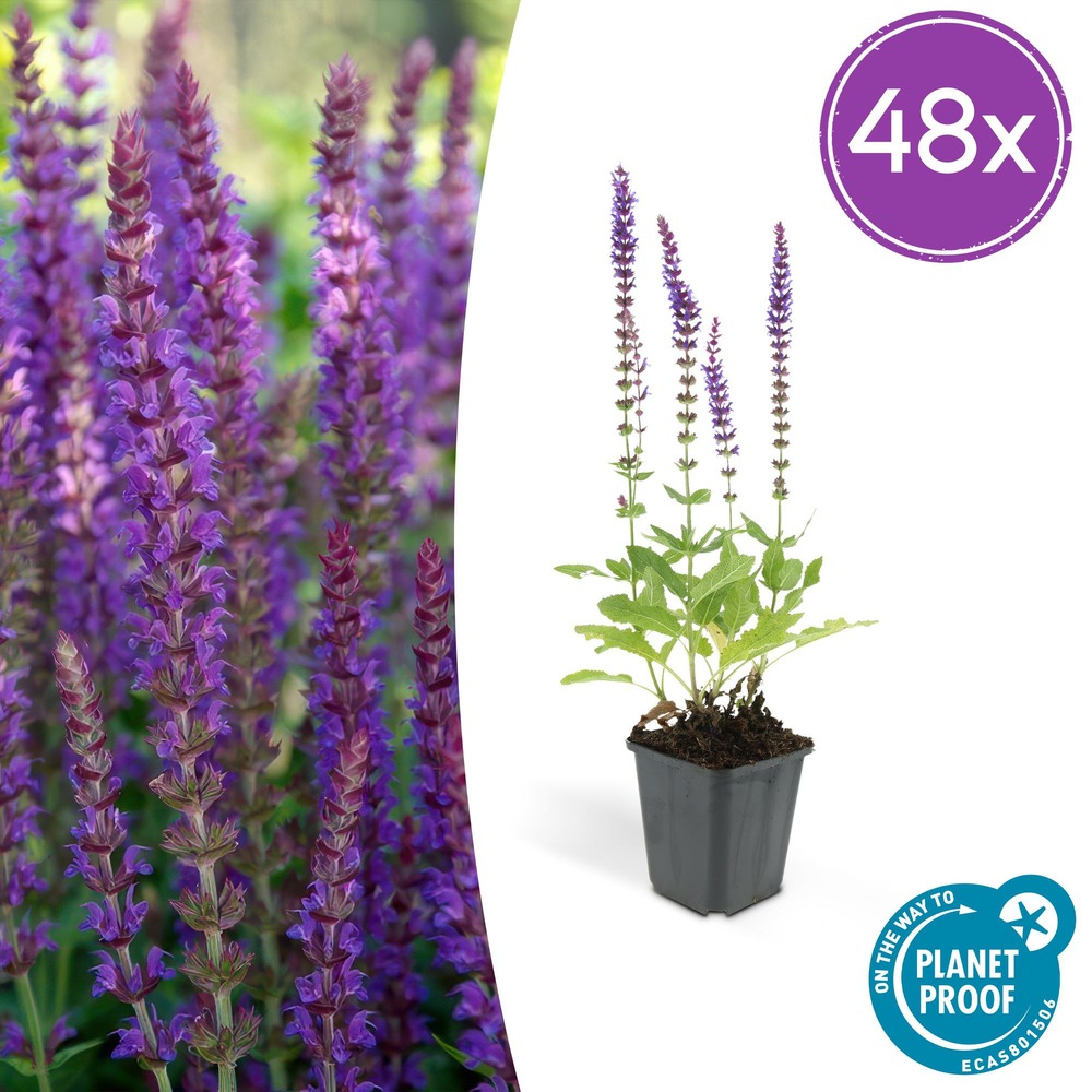 Lot de 48 - salvia nem. 'ostfriesland' - h10-25 cm