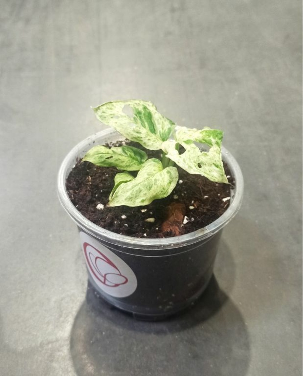 Monstera frozen freckles d. 9cm h. 15cm - plante d'intérieur