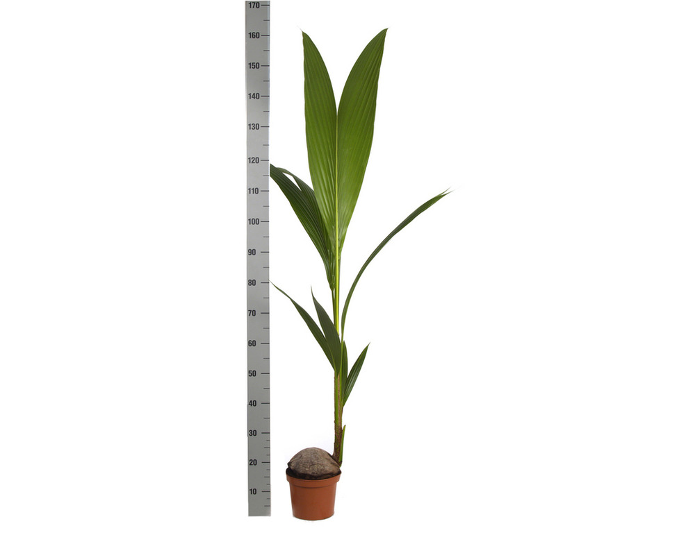 Cocos nucifera (véritable cocotier) pot de 4 litres - 140/160 cm