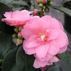 Camellia 'spring festival' : 15 litres (rose clair)