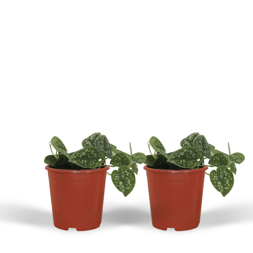 2x scindapsus pictus - epipremnum - h15 cm - ø12 cm