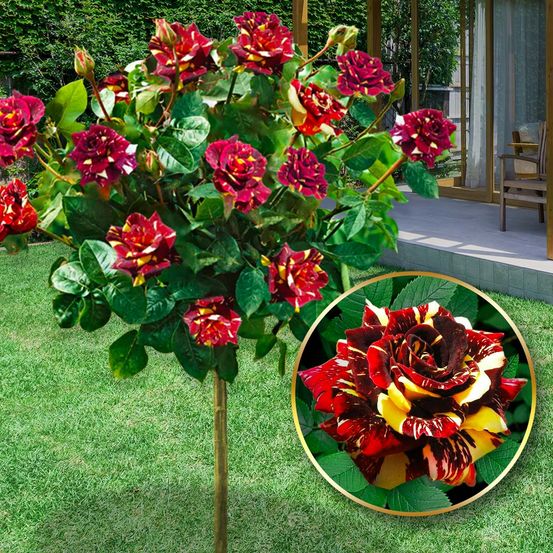 Rosier demi-tige Hokus-Pokus - 60/70 cm - pour pots et pleine terre - idéal pour balcon, terrasse, petit jardin