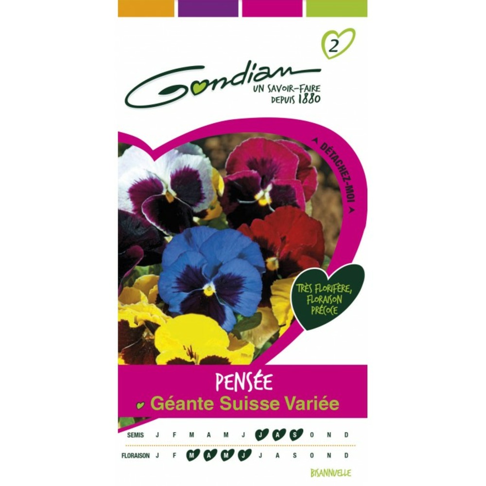 Pensée géante suisse variée