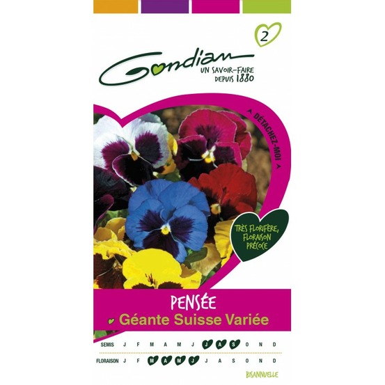 Pensée géante suisse variée