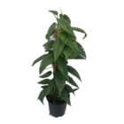 Plante d'intérieur - epipremnum cebu blue 60.0cm