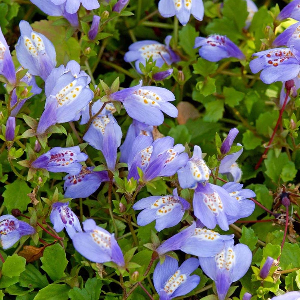 Lot de 3 - mazus reptans - mazus rampant - plantes de bassin - hauteur 10-20 cm - pot 9 cm