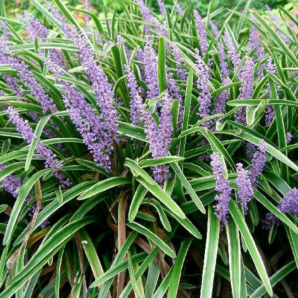 Liriope muscari variegata godet - 5/20 cm