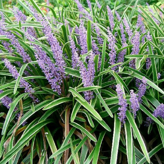 Liriope muscari variegata godet - 5/20 cm