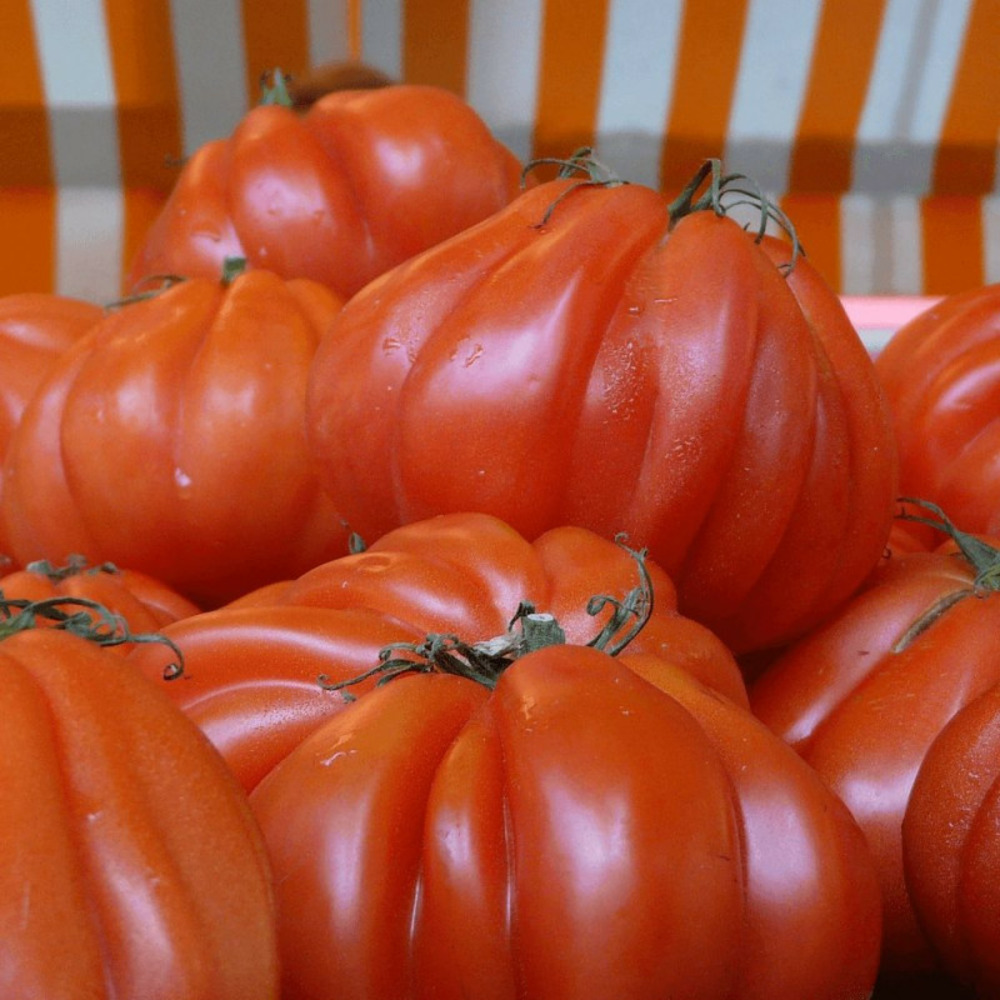 Plant de tomate coeur de boeuf godet