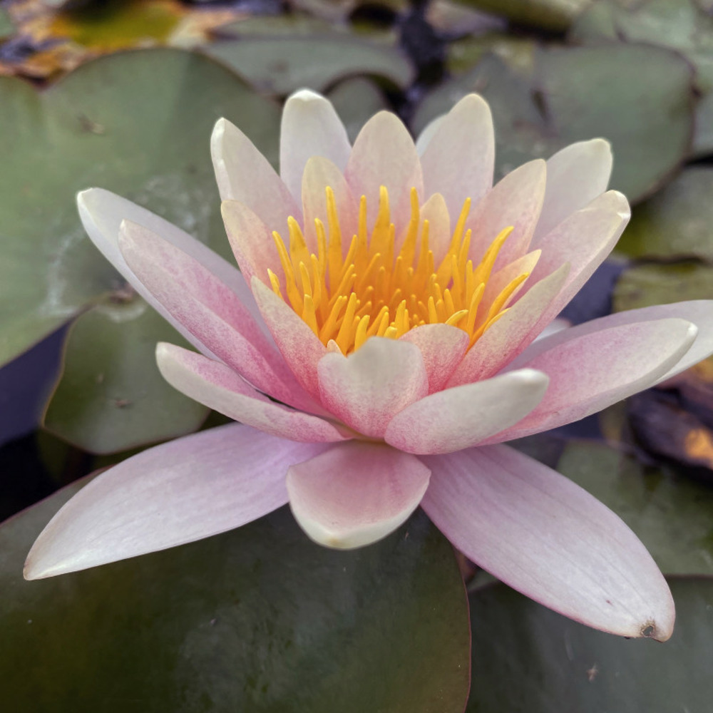 Nymphaea 'sioux' - nénuphar mature en racines nues