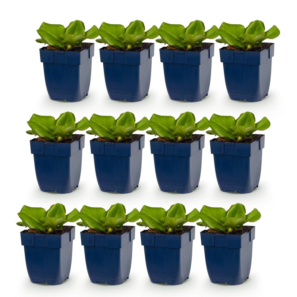 Bergénia - lot de 12 - pot 11 cm - hauteur 25 cm - plante d'extérieur