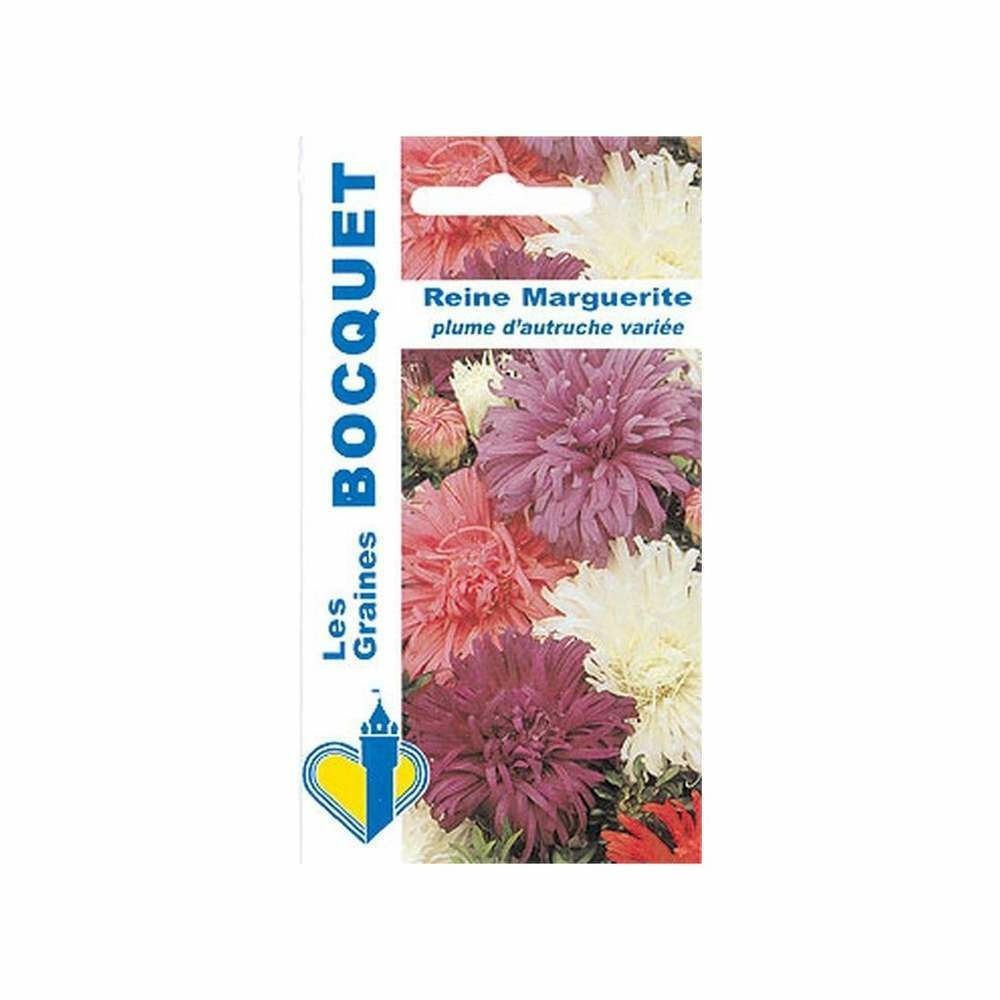 Reine Marguerite Plume d'Autruche variÃ©e