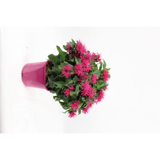 Monarde pot 2 l rose