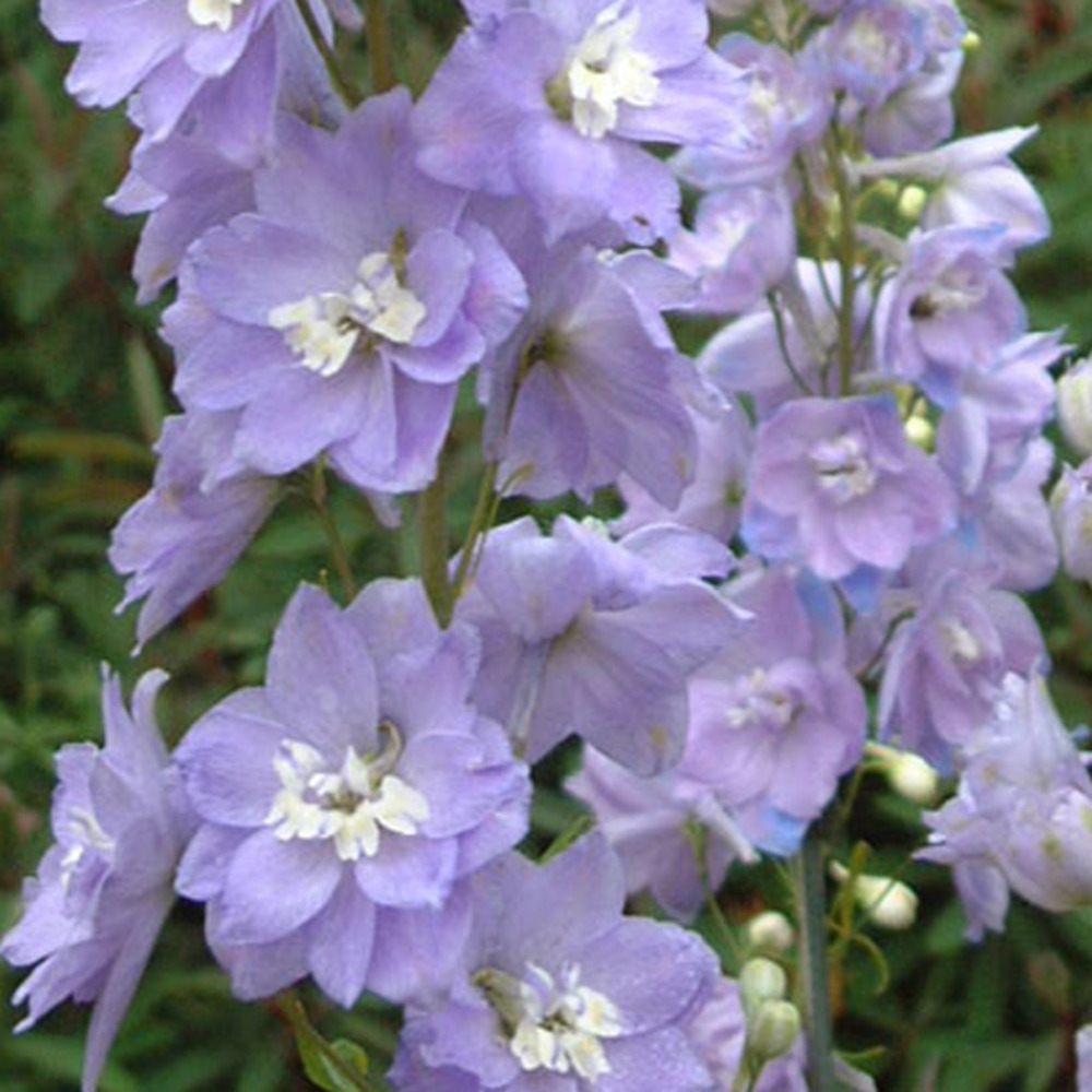 6 x pied d'alouette belladone - delphinium 'camelliard'  - godet 9cm x 9cm