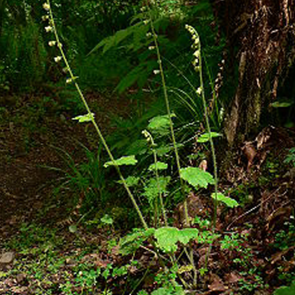 6 x tellima à grandes fleurs - tellima grandiflora  - godet 9cm x 9cm