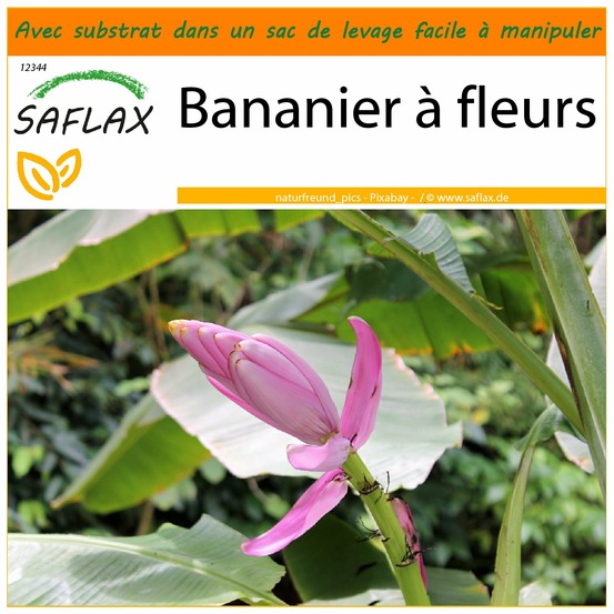 Garden in the bag - bananier à fleurs - 8 graines - musa velutina
