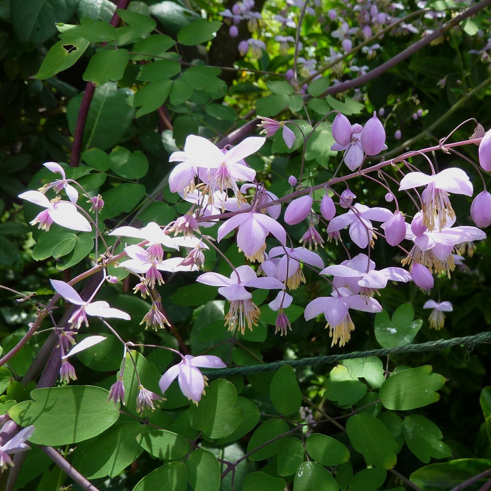 Pigamon de delavayi 'splendide'® godet de 8/9 cm