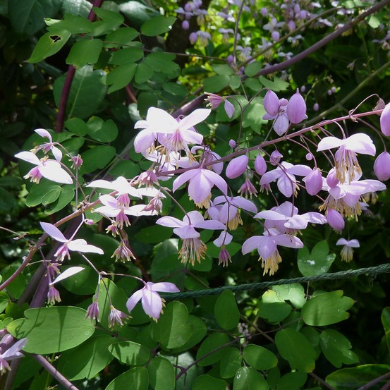 Pigamon de delavayi 'splendide'® godet de 8/9 cm