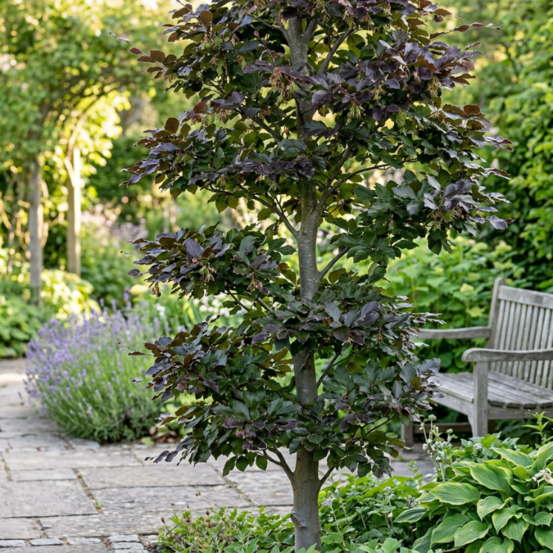 Hêtre pourpre 60/80cm pot 2l - fagus sylvatica atropunicea