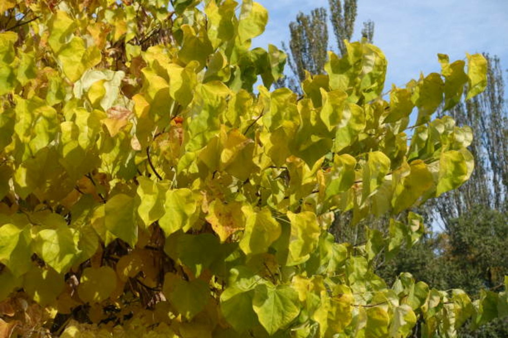 Cercis canadensis golden falls - pot 15 l