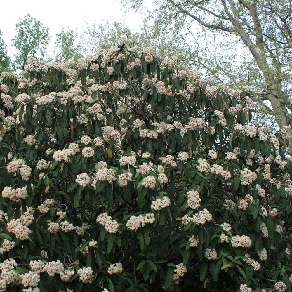 Viorne à feuilles ridées pot de 2l/3l