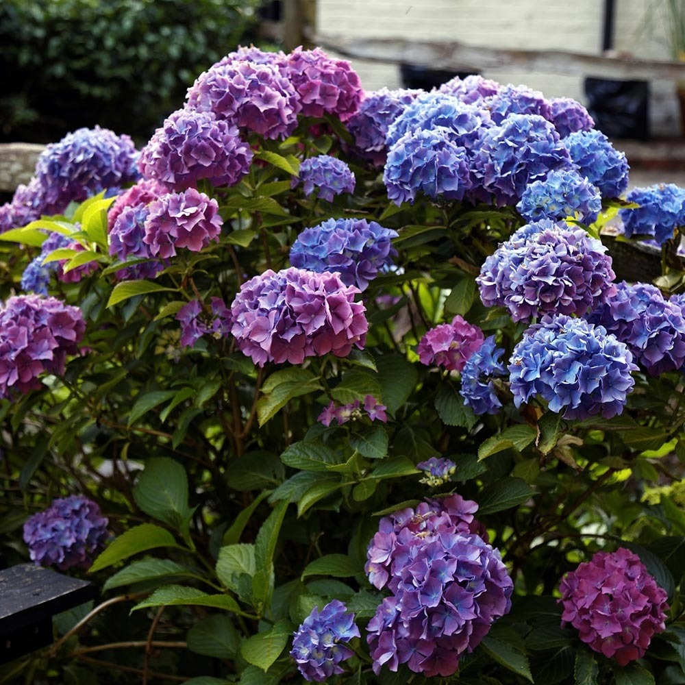 Hortensia 'blauer zwerg' pot de 2l/3l