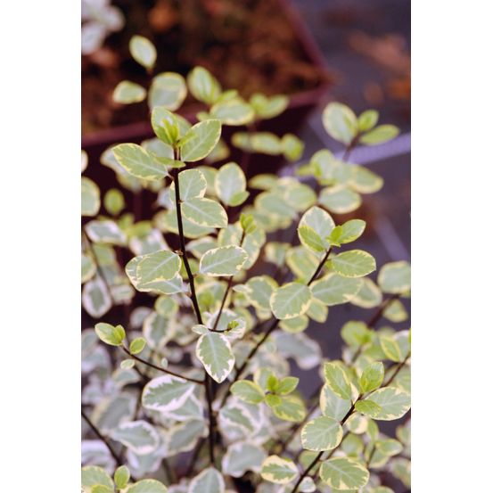 Pittospore 'victoria' - en pot de 3 litres