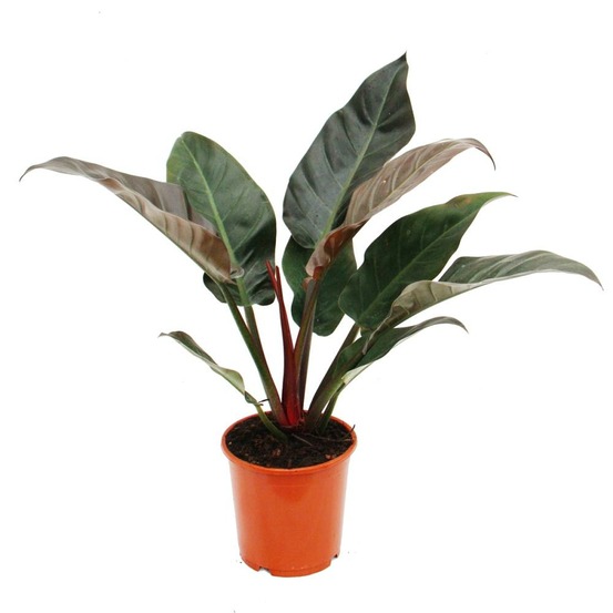Philodendron rouge impérial 19cm pot