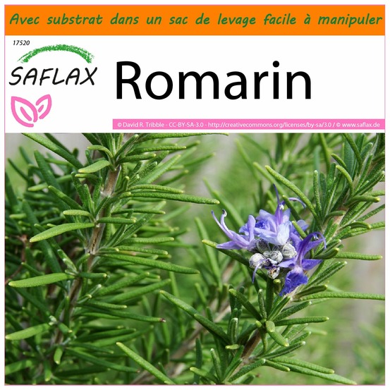 Garden in the bag - romarin - 100 graines - rosmarinus officinalis