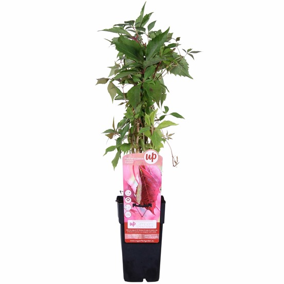 Parthenocissus q. Var. 'engelmannii' - h65 cm - ø15 cm