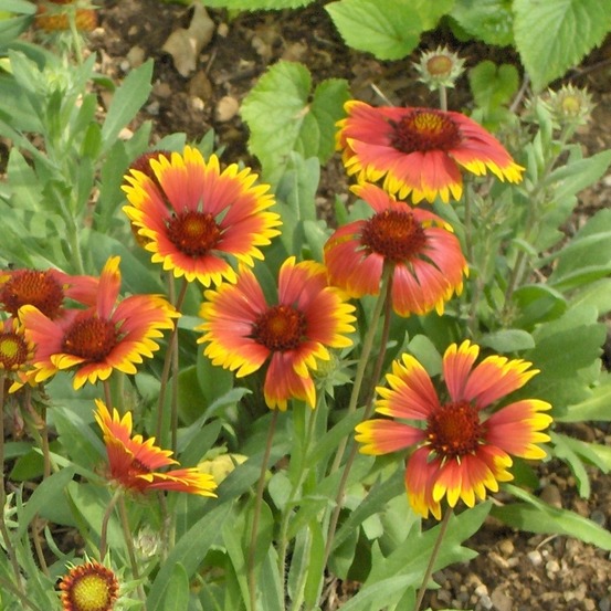 Gaillarde vivace 'kobold' godet de 8/9 cm