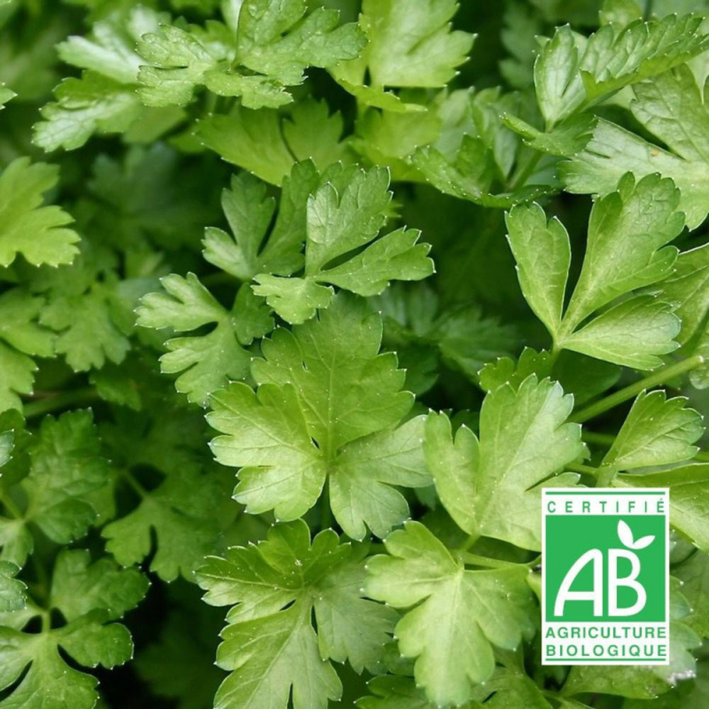 Graines de persil commun 2 - sans traitement sachet