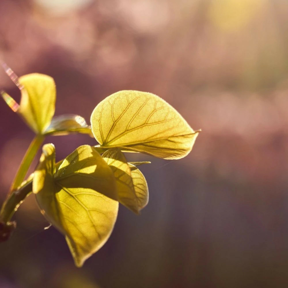 Cercis du canada golden falls® 'nc2015 12' pot de 15l - baliveau