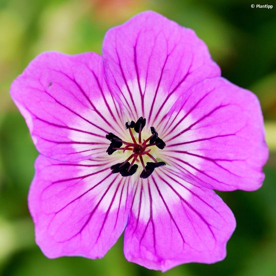 Géranium vivace 'kelly-anne' pot de 1l/1,5l