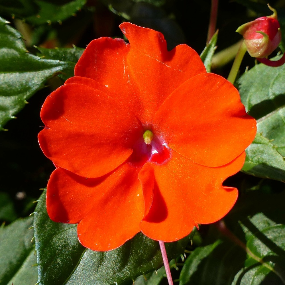 Balsamine, impatience 'sunpatiens compact electric orange mini-motte ø 3/4 cm, plant vert de 5 à 10 cm de haut (par 5)